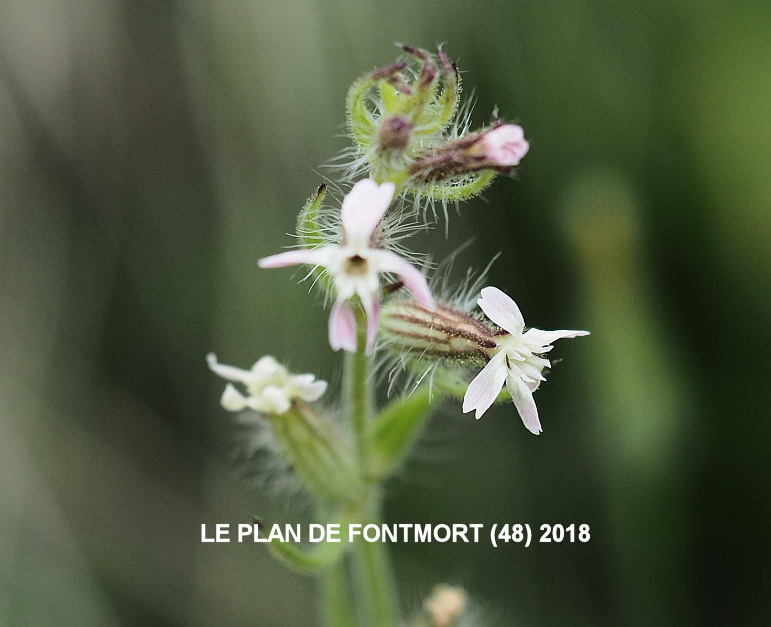 Catchfly, French